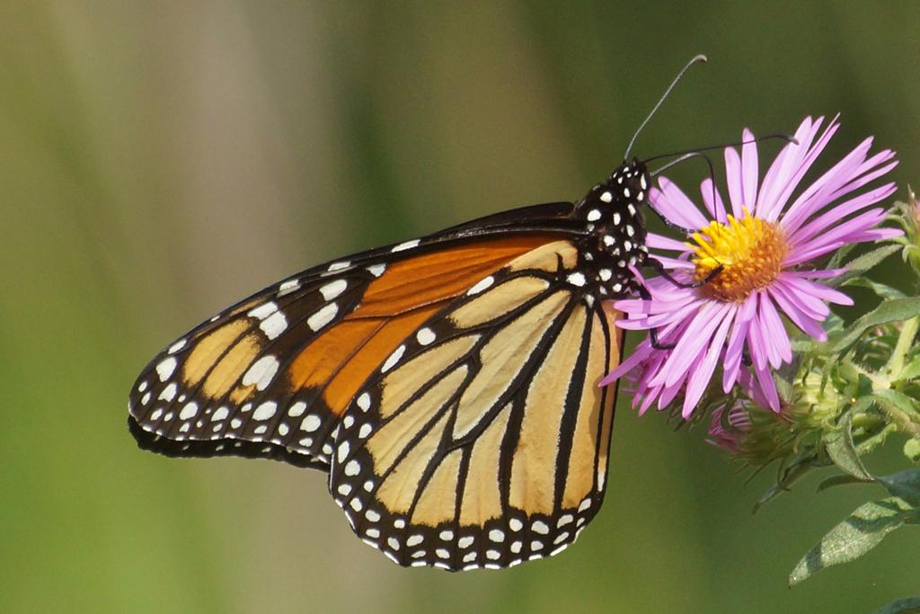 Competition entry: Monarch