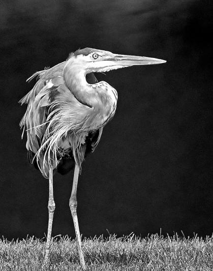 Competition entry: Black River Blue Heron