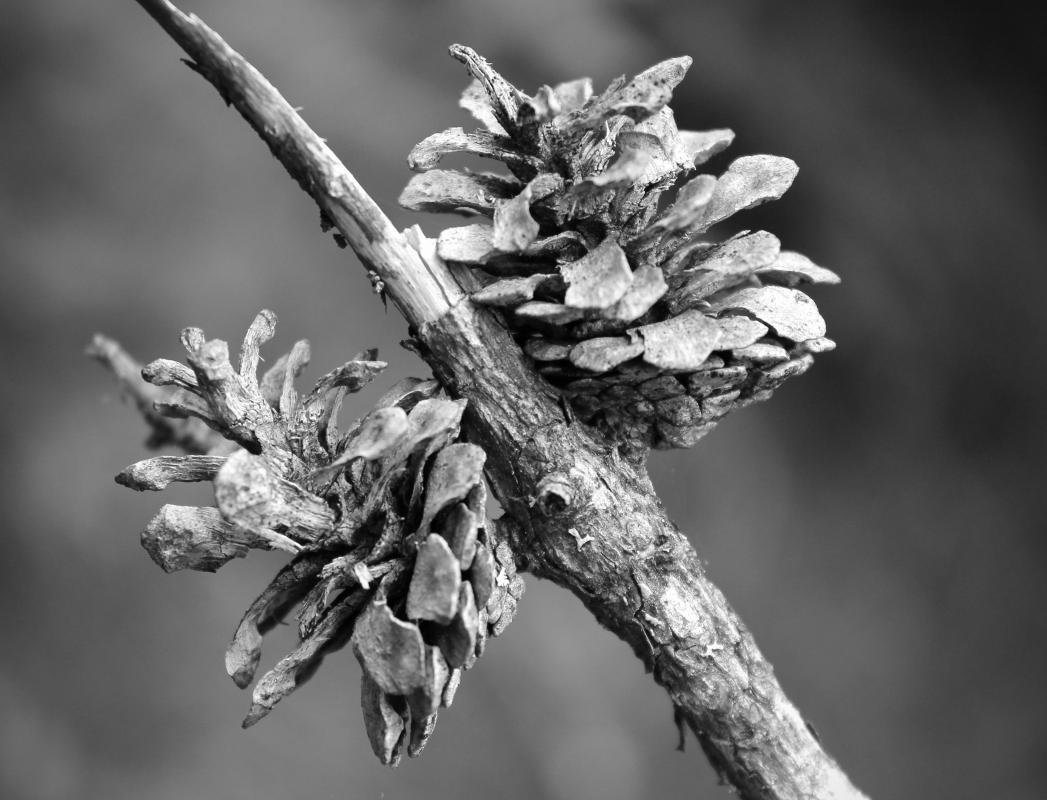 Competition entry: Old Pinecone