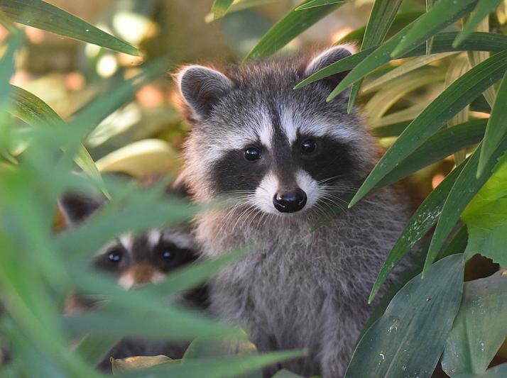 Competition entry: Masked Bandits