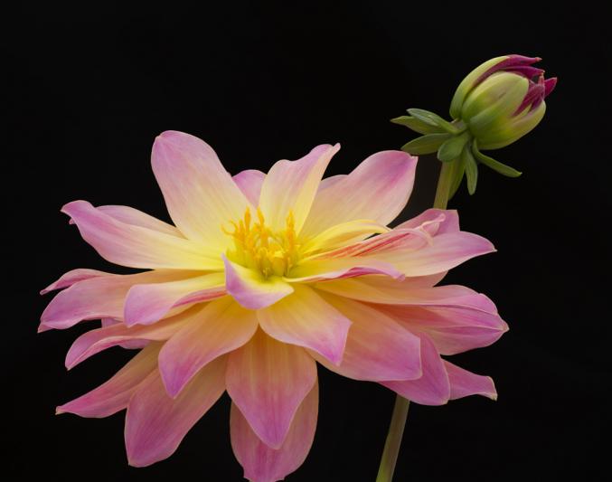 Competition entry: Pink Perfection