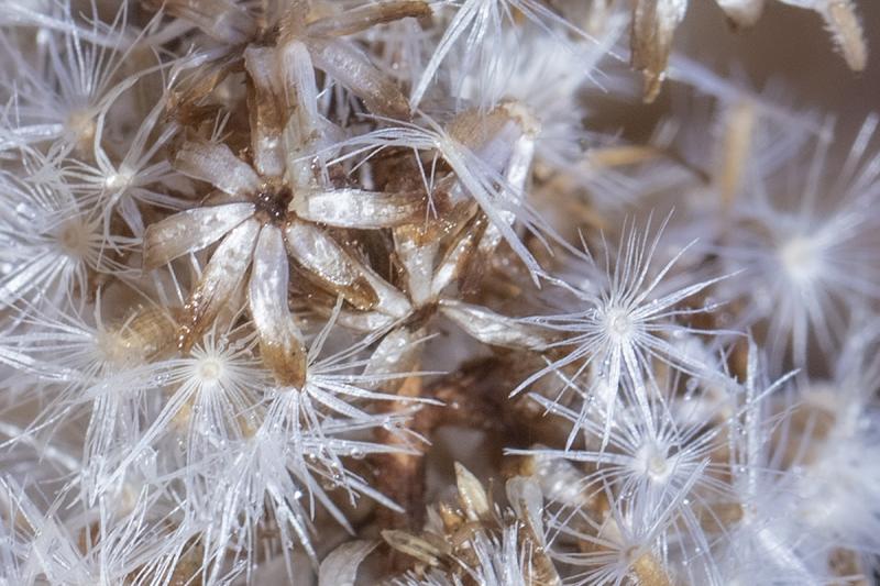 Competition entry: Fall weeds