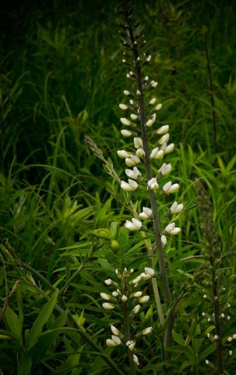 Competition entry: JUST A SIMPLE WILDFLOWER