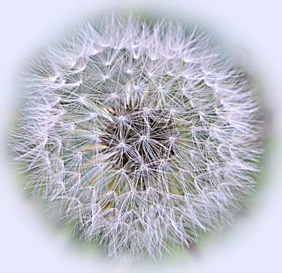 Competition entry: Dandelion