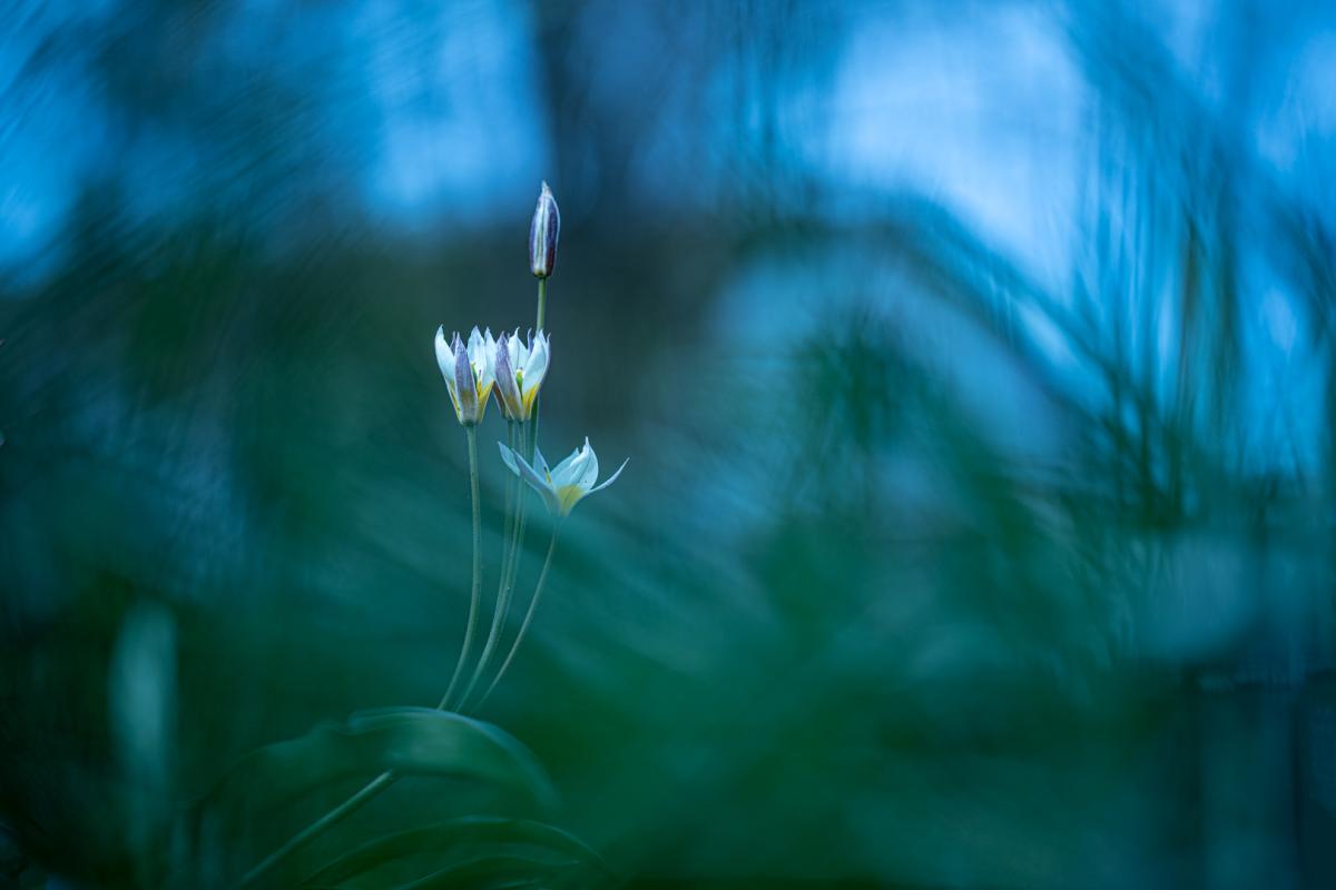 Competition entry: Finally Spring