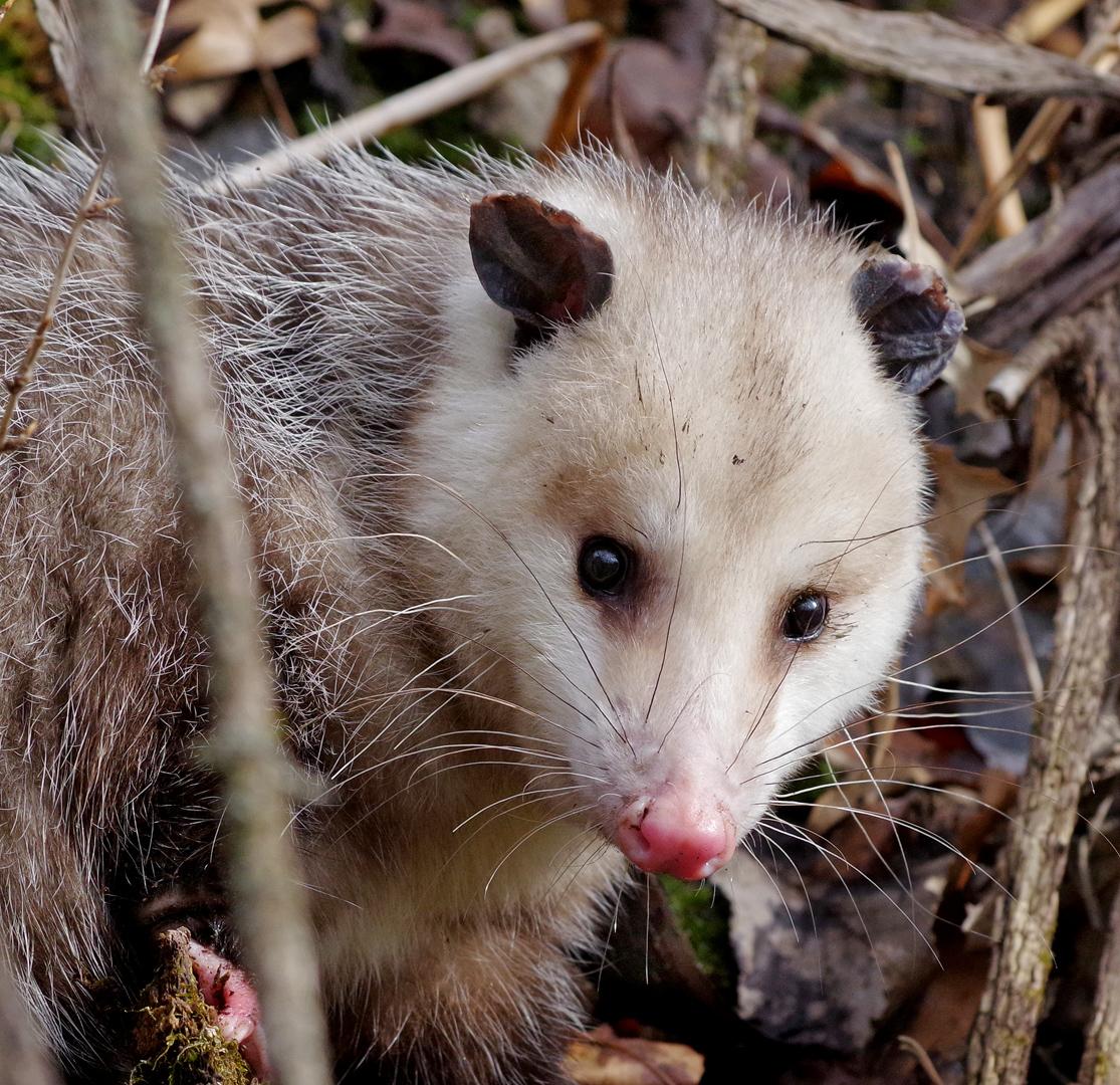 Competition entry: Peek-a-Boo Possum