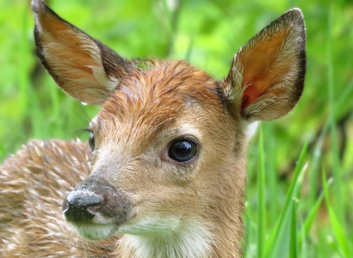 Competition entry: Bambie