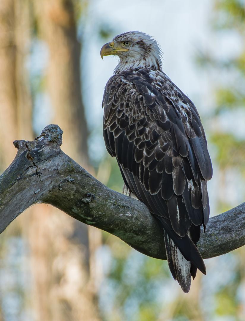 Bald Eagle Perched on Branch