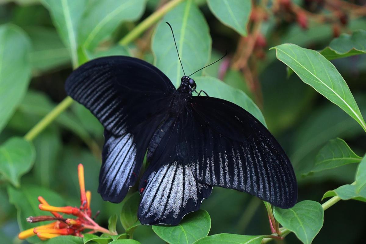 Competition entry: Butterfly