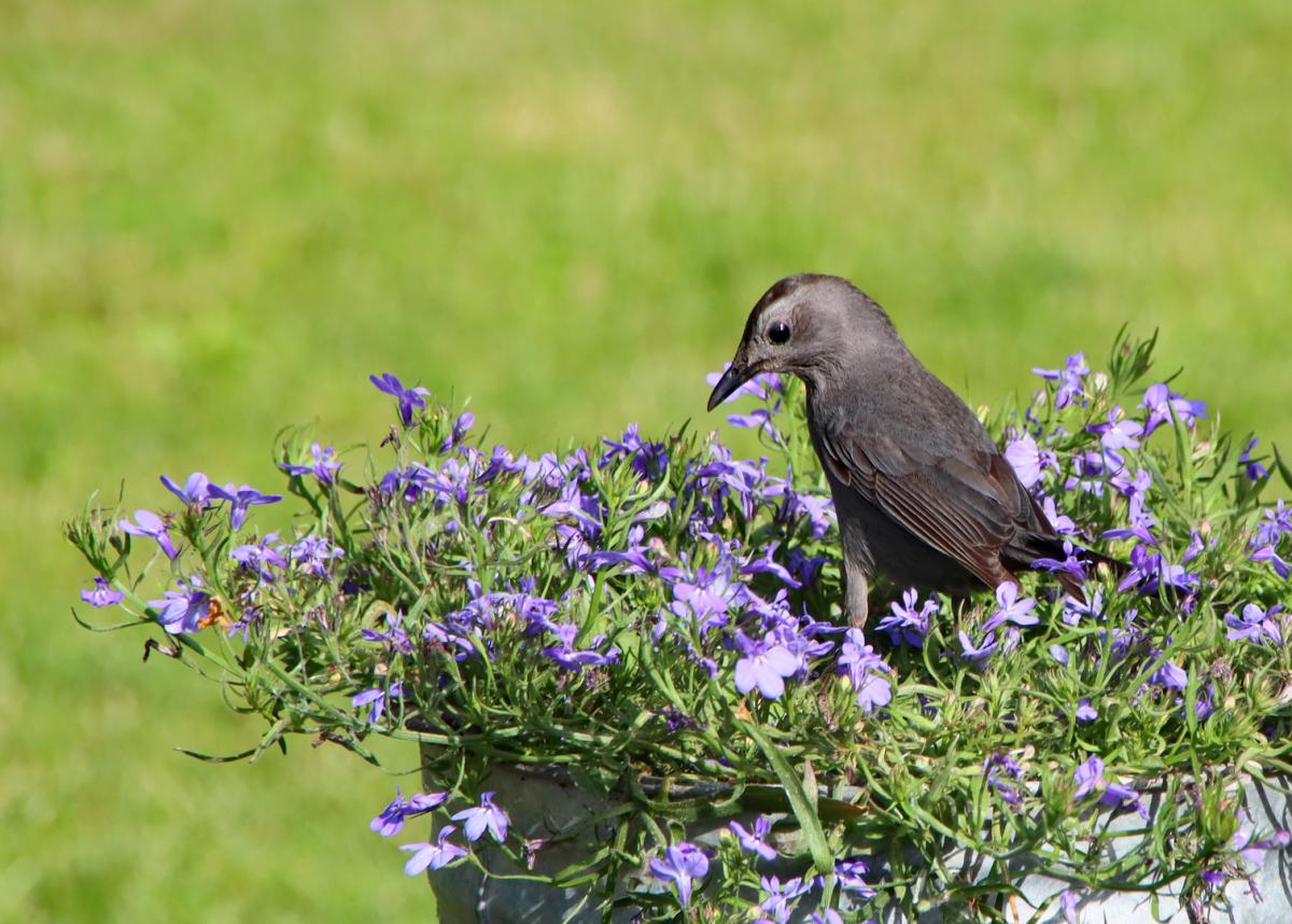 Competition entry: Catbird