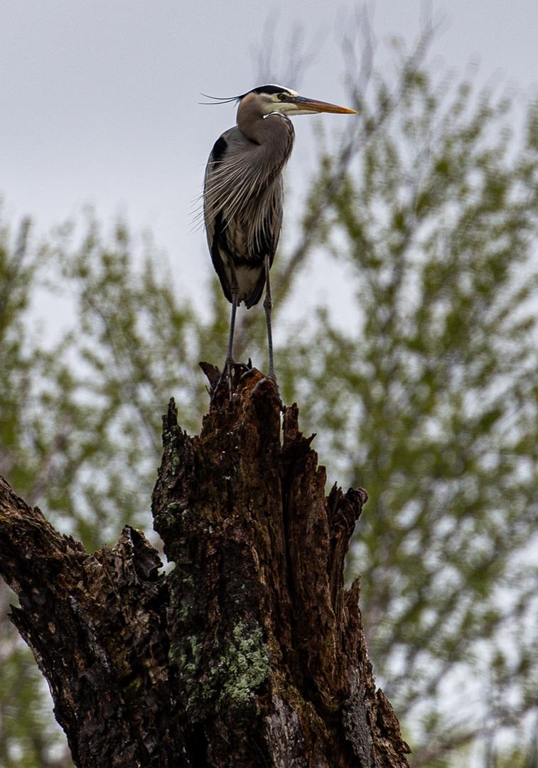 Competition entry: Heron Looking Right