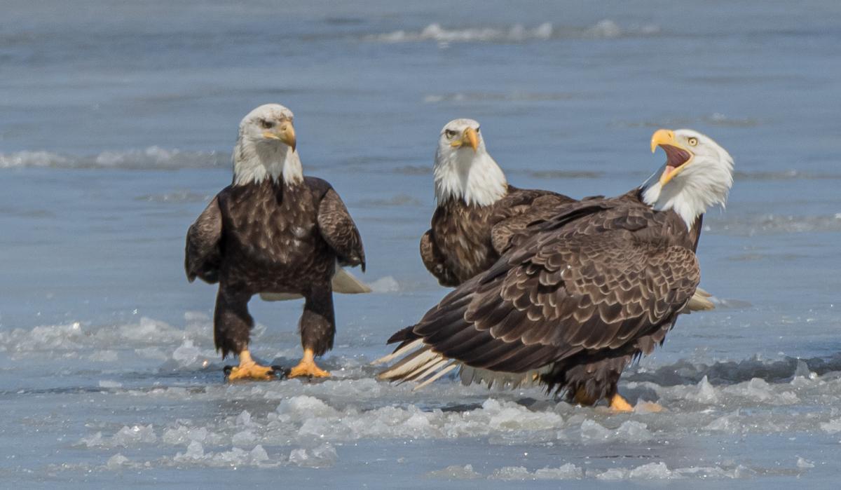 Competition entry: Screaming Bald Eagle