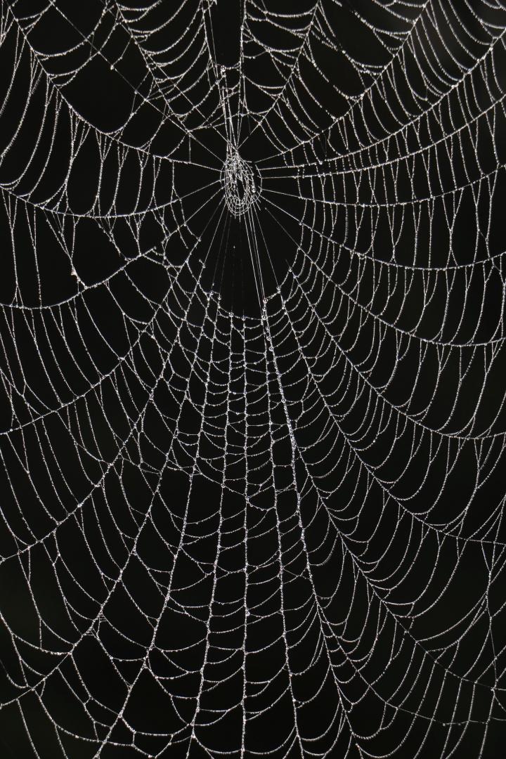 Competition entry: The Web