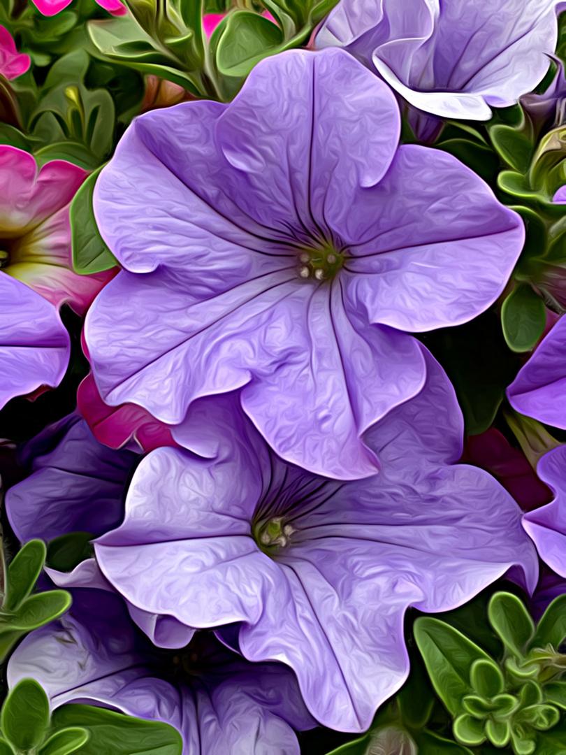 Competition entry: Painted Petunias