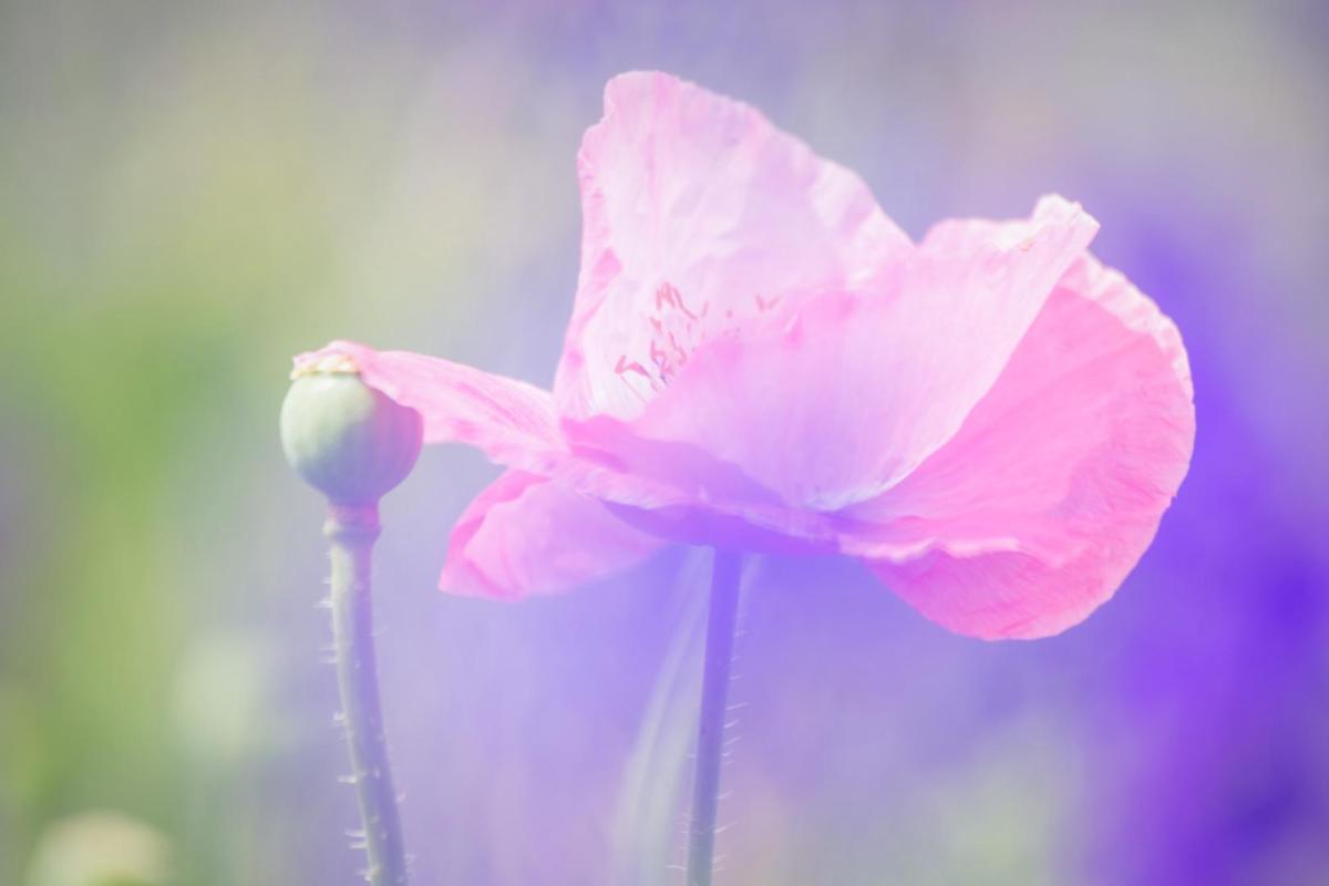Competition entry: Pink Poppy