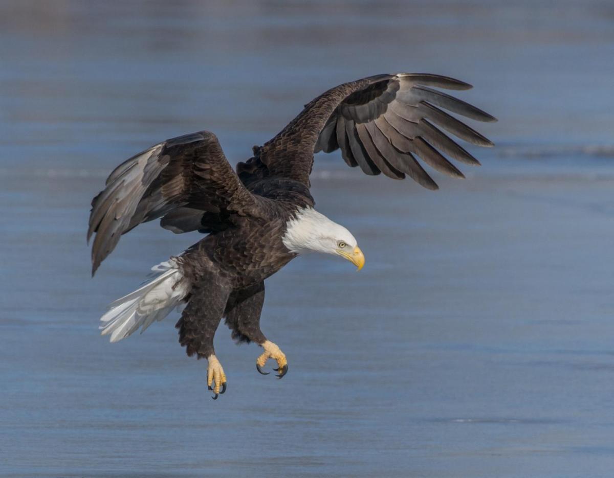 Bald Eagle