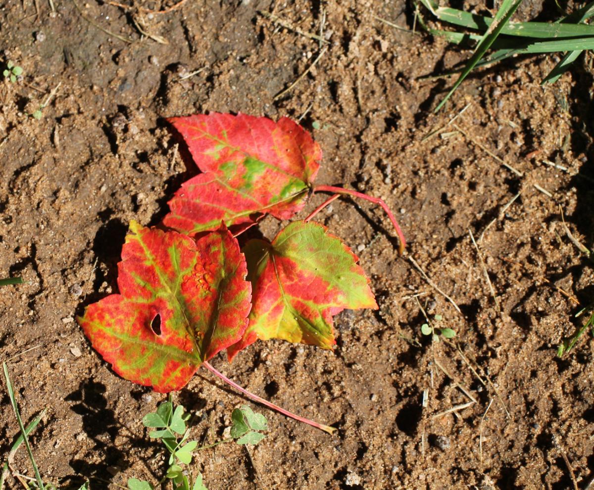 Competition entry: Bright Leaves