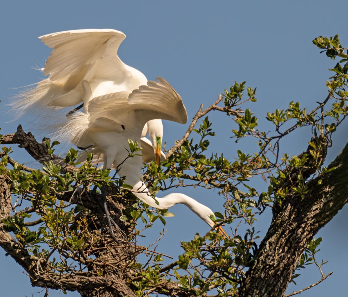 Competition entry: Mating Season For Great White Egrets