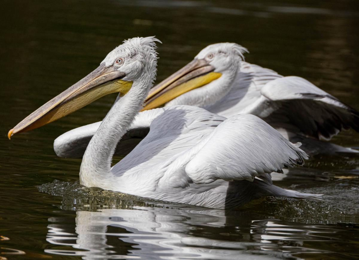 Competition entry: Pelican with friend