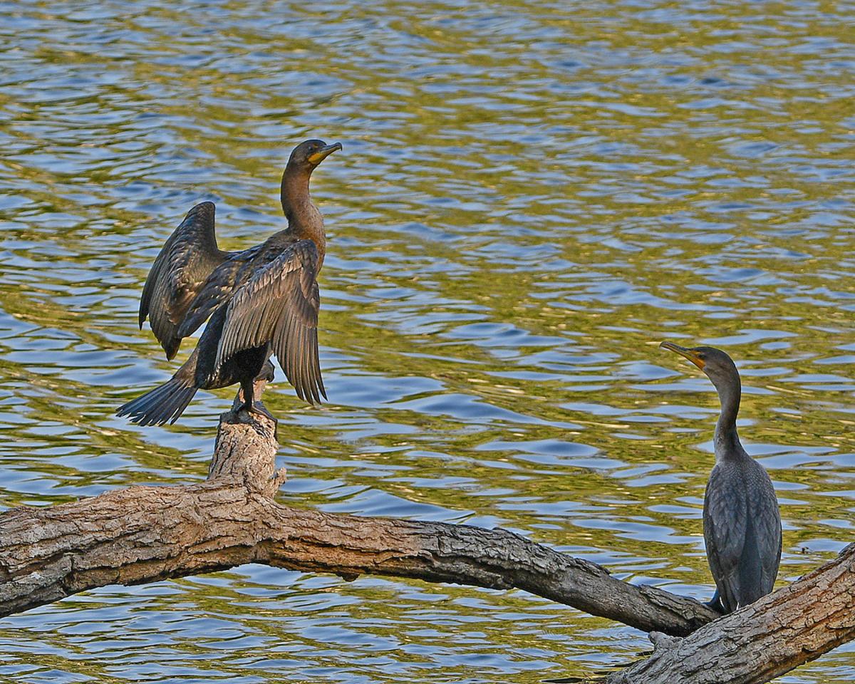Competition entry: Two On A Tree