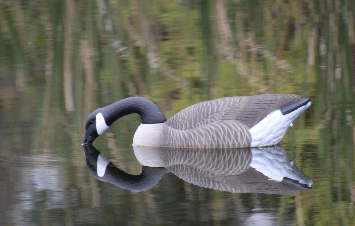 Competition entry: Fishing