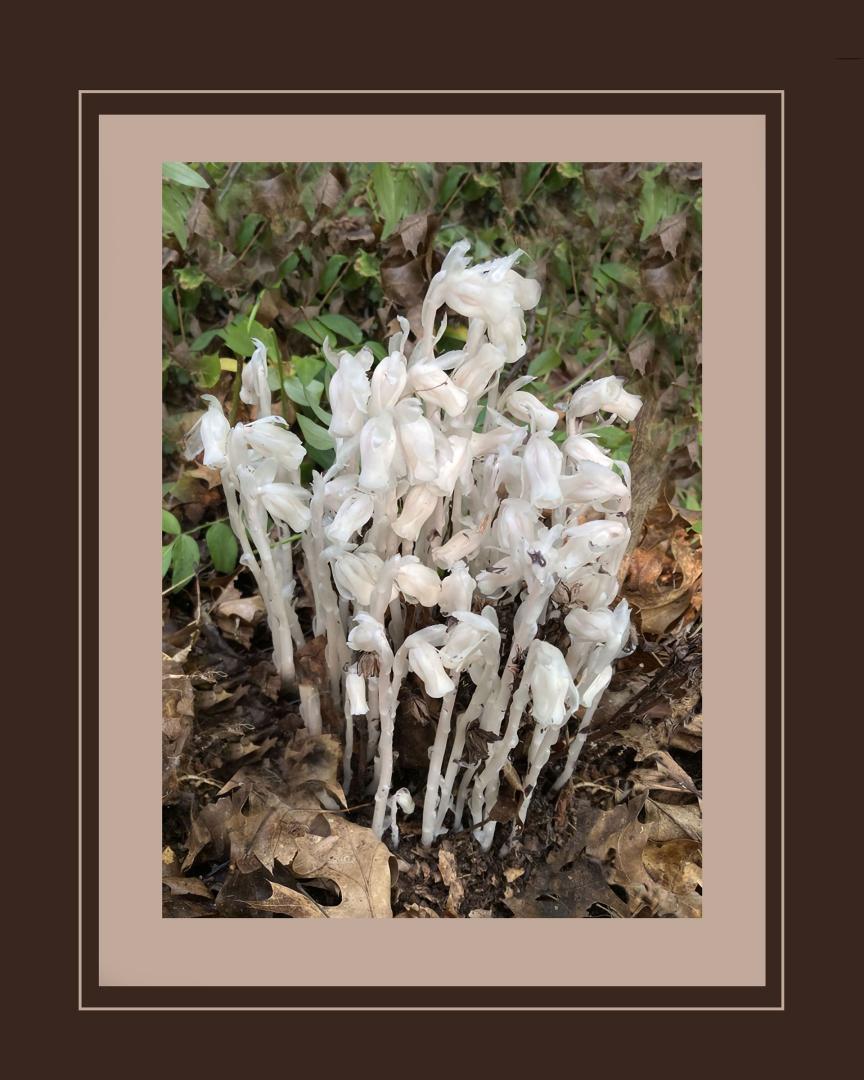 Competition entry: A Gathering of Ghosts