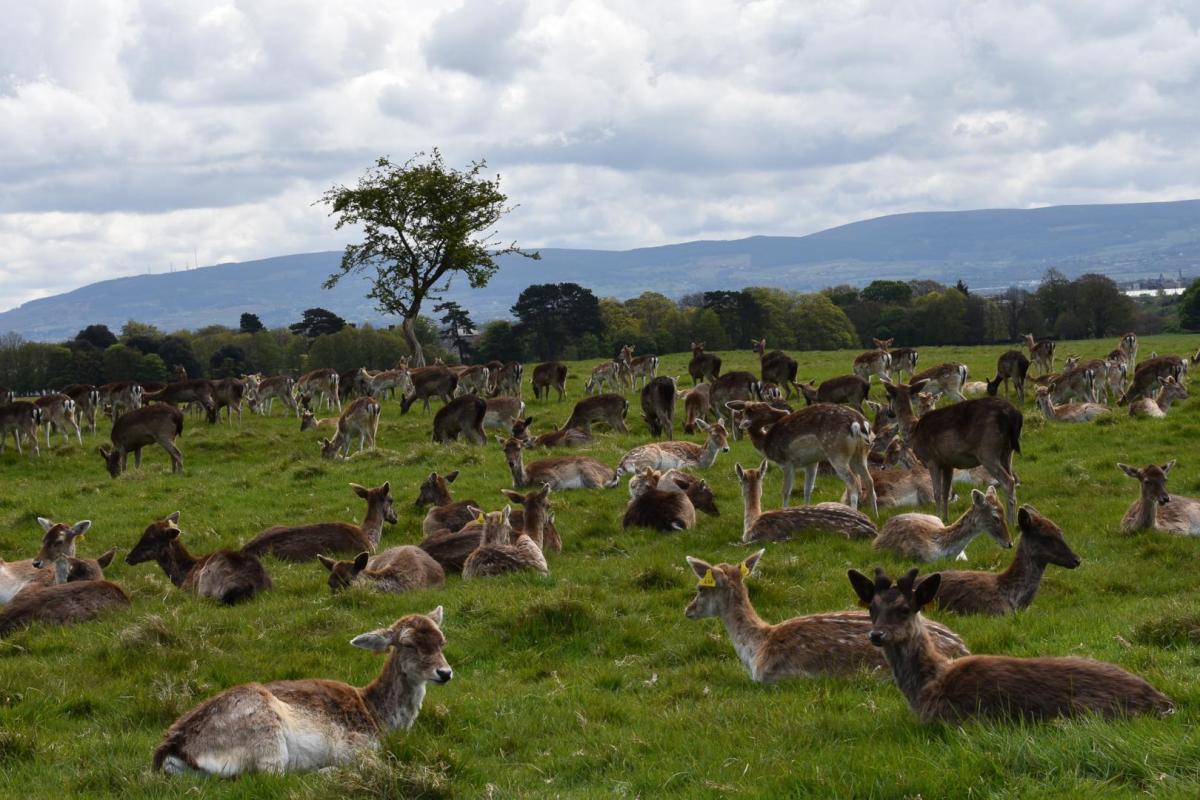 Competition entry: Relaxing in Dublin