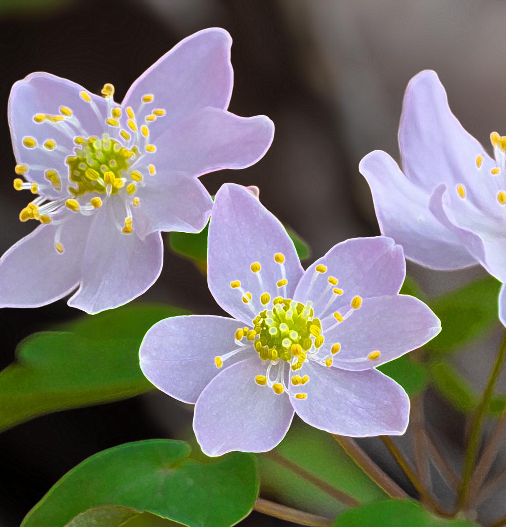 Competition entry: Painted Flowers