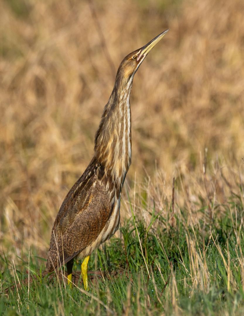 American bittern