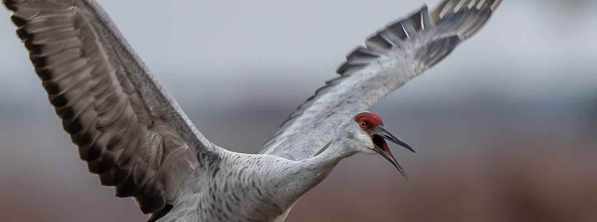 Competition entry: Bugling