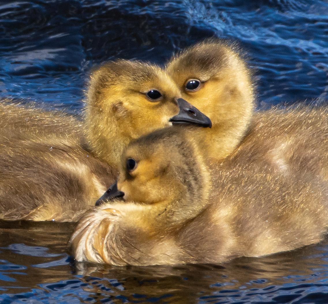 Swimming goslings