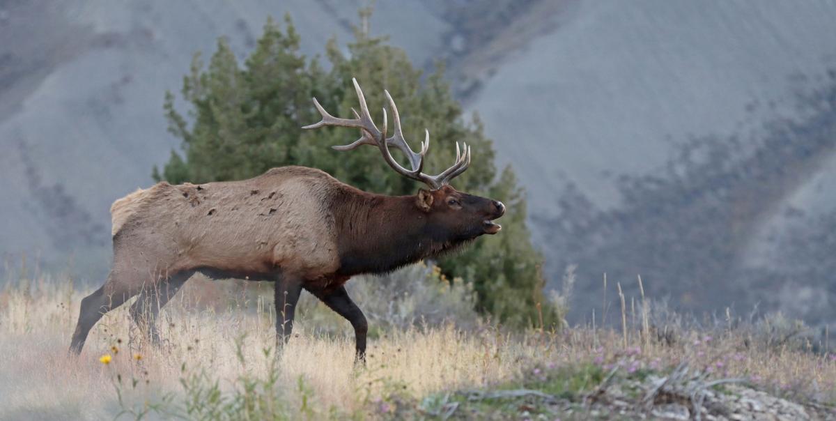 Competition entry: Calling The Girls