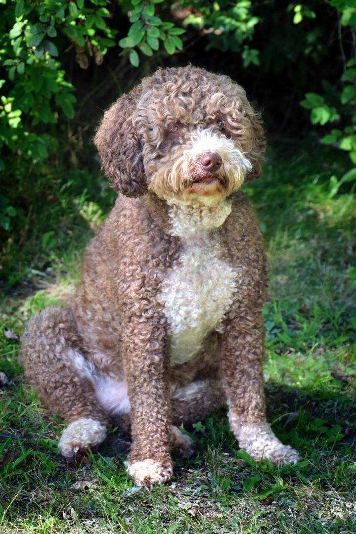 Competition entry: Pretty Pooch