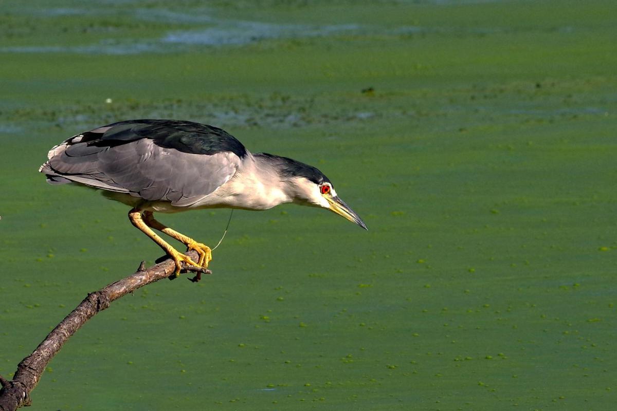 Competition entry: Getting Ready