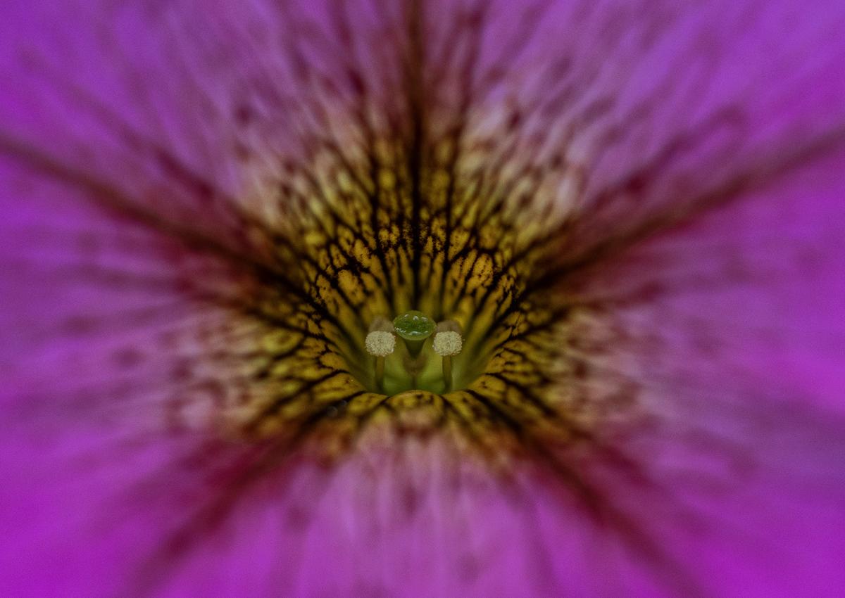 Competition entry: Pink Flower