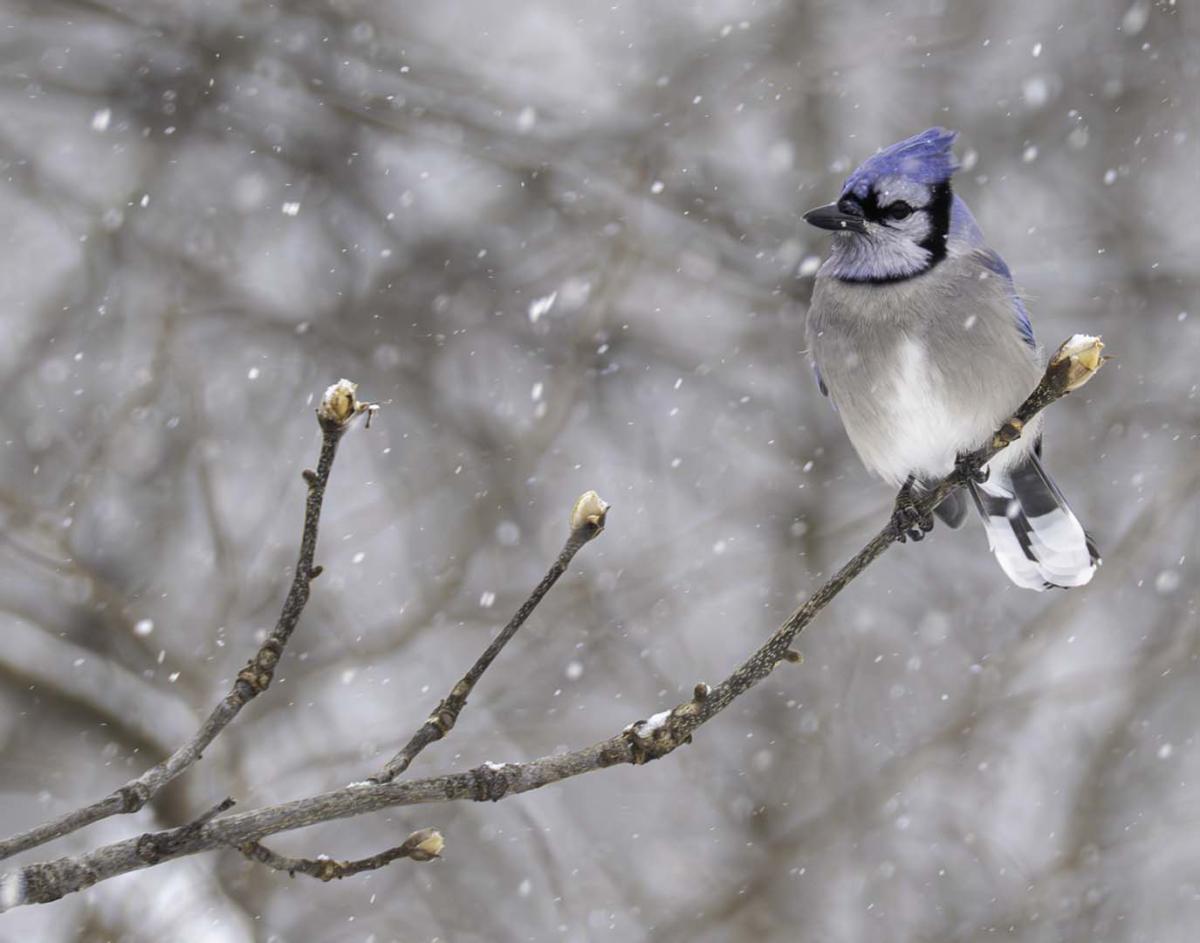 Competition entry: Don't you love snow?