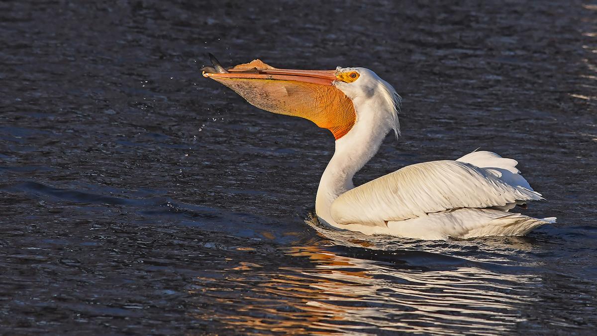 Competition entry: Fishing