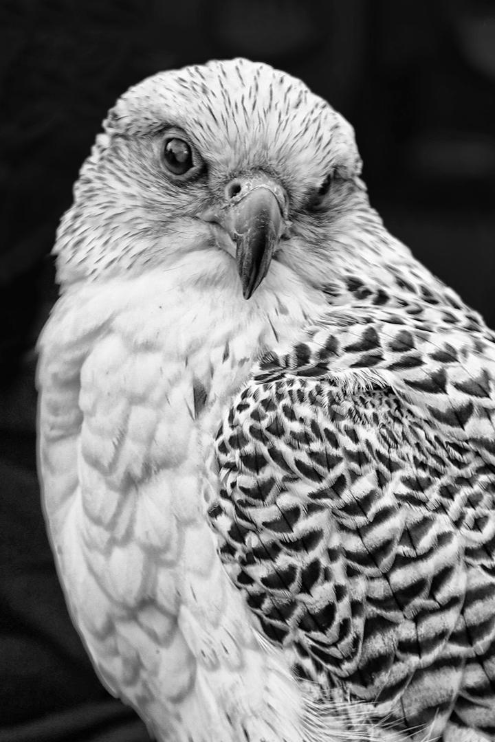 Competition entry: Gyr Falcon