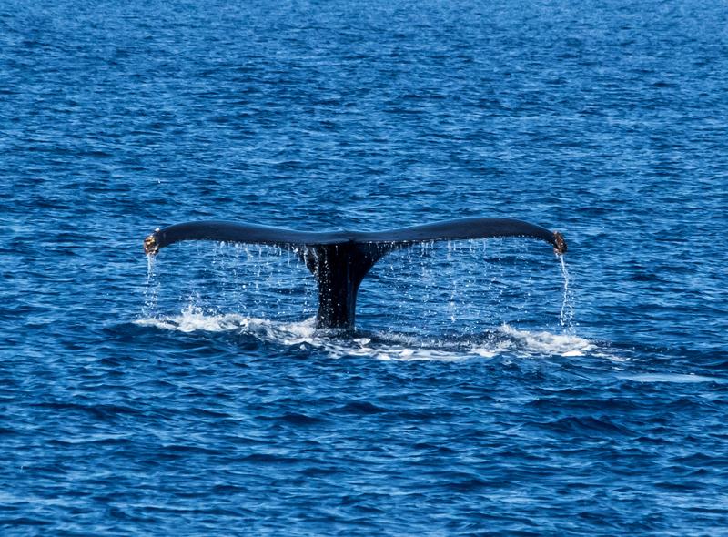 Competition entry: Humpback Whale Watching