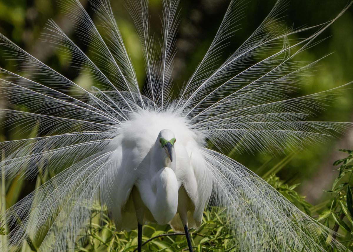 A Great Egret in breeding plumage doing a courtship dance.
