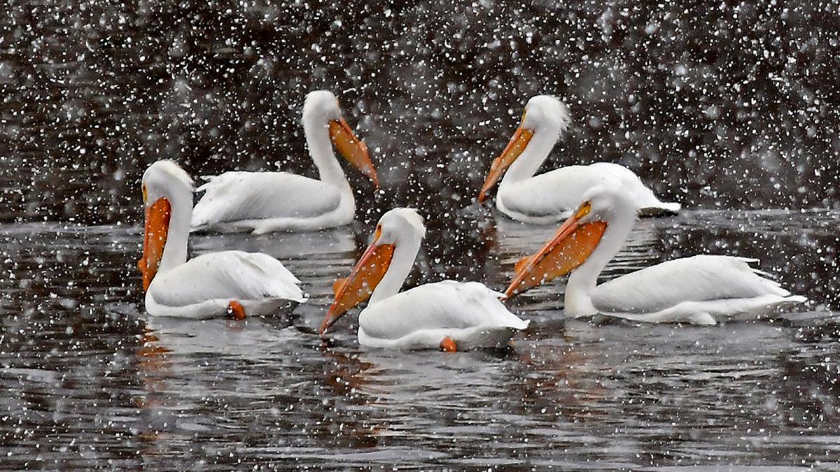 Competition entry: Snow Globe