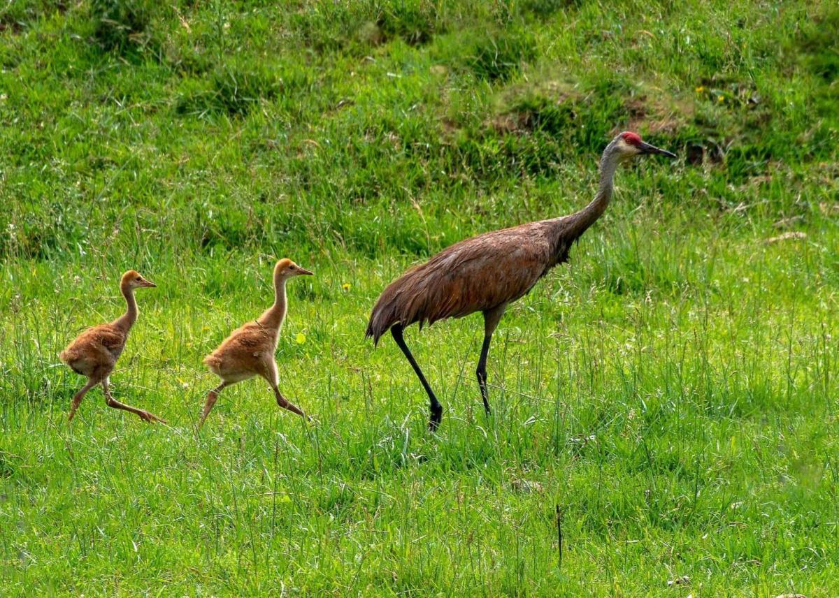 Competition entry: Look at my Family