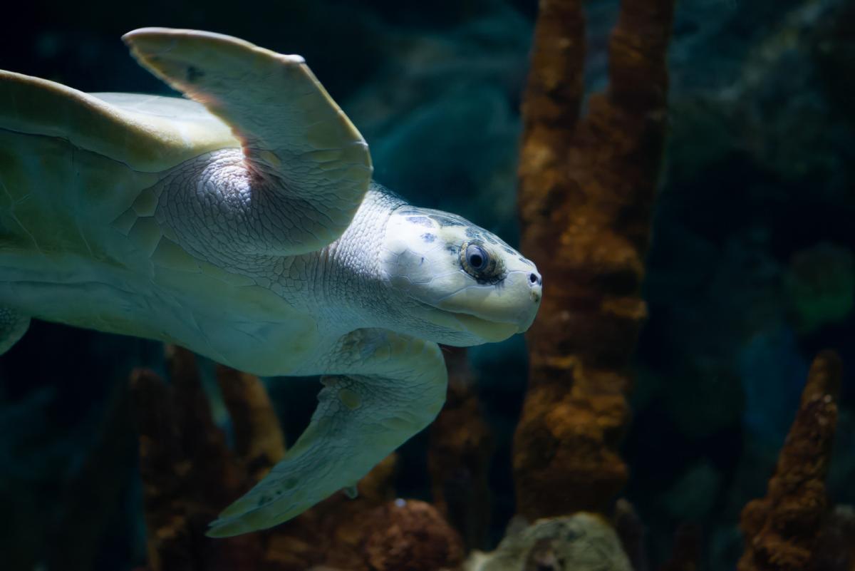 Competition entry: Zooming Zoo Turtle