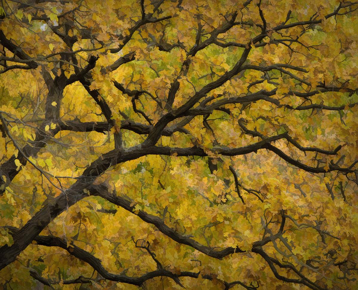 Competition entry: Fall Color