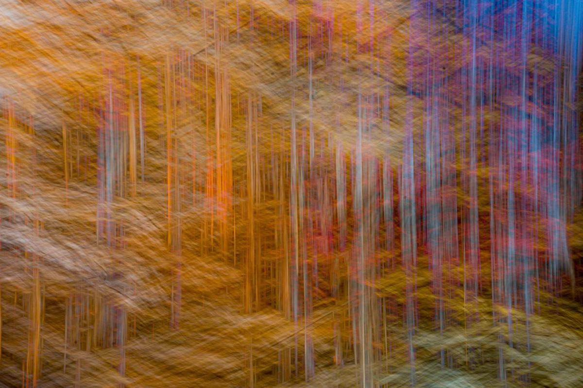 Competition entry: Fall Forest