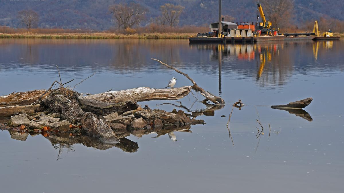 Competition entry: 2 Cranes and a Gull