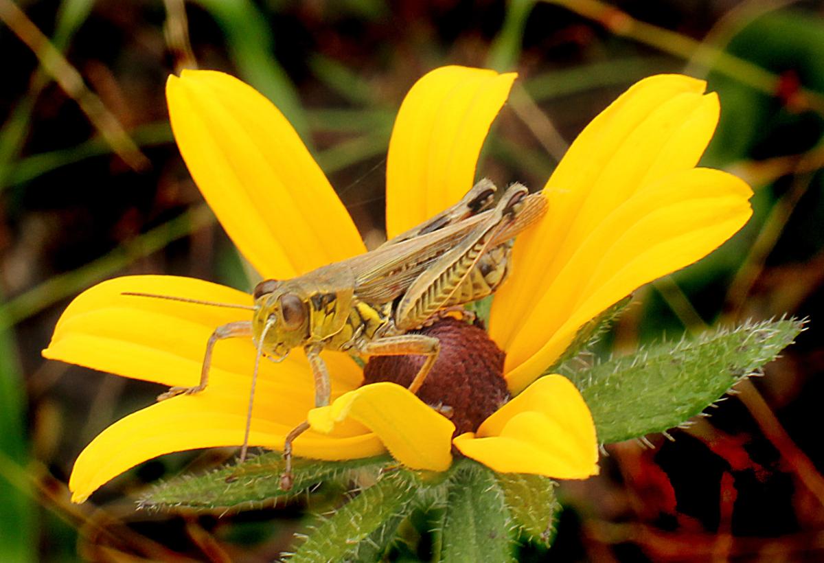 Competition entry: Grasshopper on flower