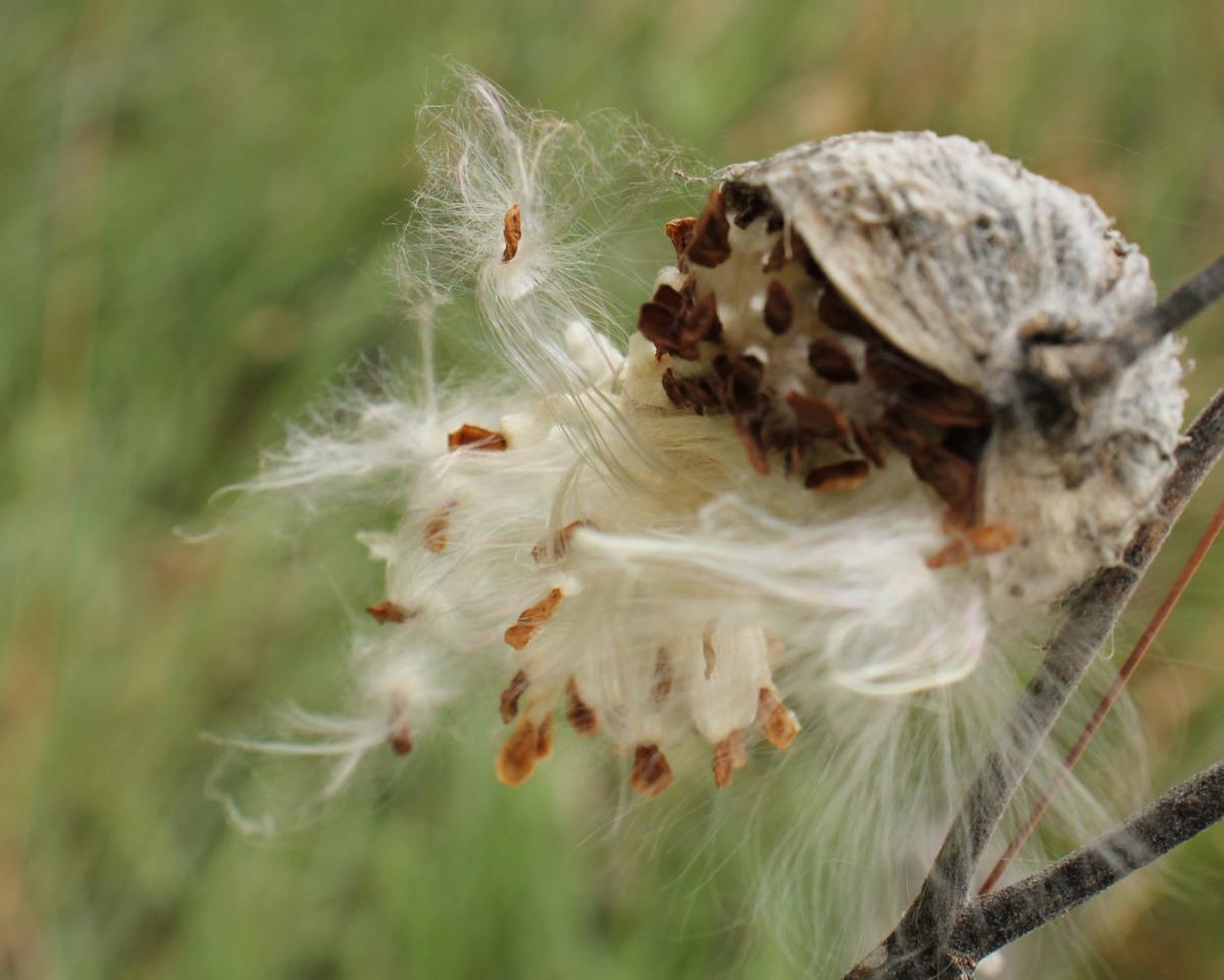 Competition entry: Milkweed