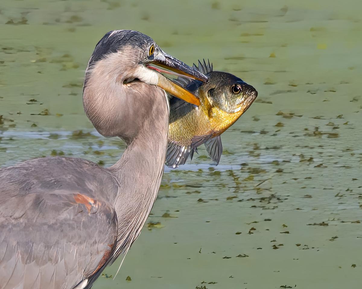 Competition entry: Bluegill for Dinner
