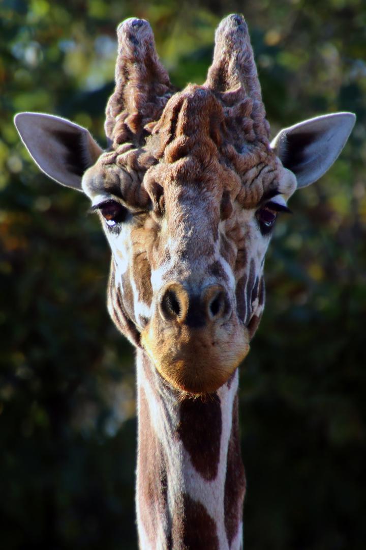 Competition entry: Giraffe